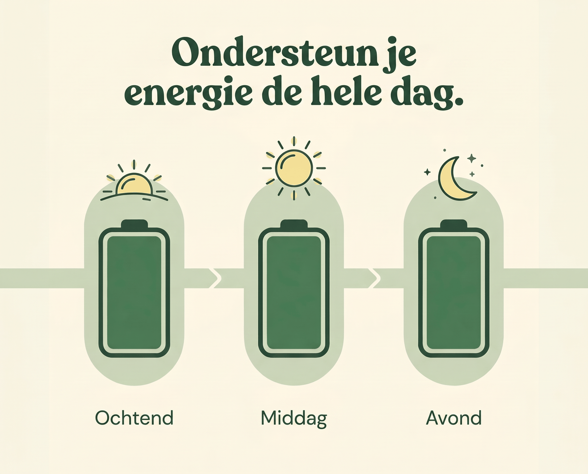 Stabiele energie door de hele dag heen.